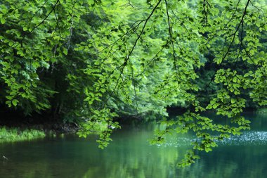 Nehirli orman manzarası