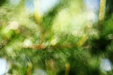 Yaz orman arka plan bulanık