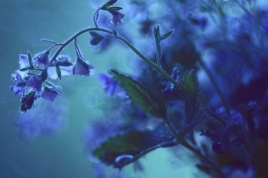 Mavi çiçekler makro