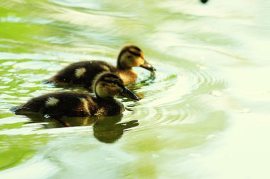 Gölde yaban ördekleri
