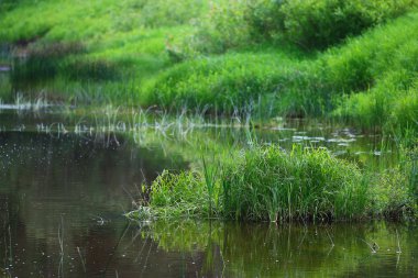Yaz akışı ve yeşil çimen
