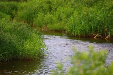 Yaz akışı ve yeşil çimen