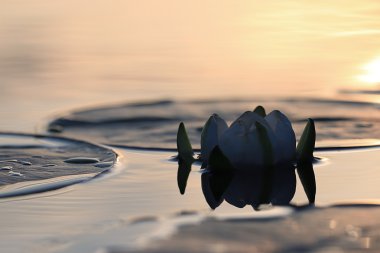 Water lily flower