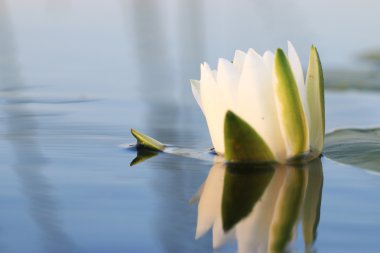 Water lily flower