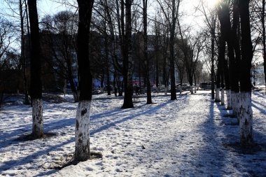 Kış orman manzarası