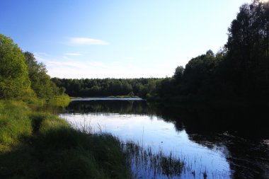 Yeşil orman manzarası