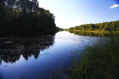 Yeşil orman manzarası