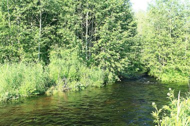 Yeşil orman manzarası