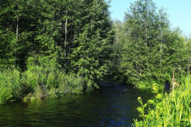 Yeşil orman manzarası