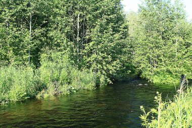 Yeşil orman manzarası