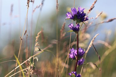 mavi çan çiçekleri
