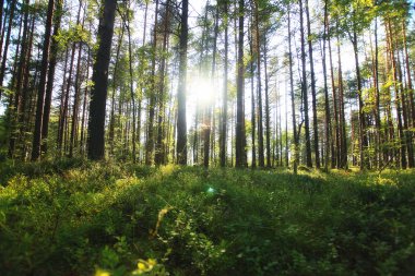 Yaz Ormanı Manzarası