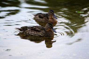 Gölde yüzen ördekler