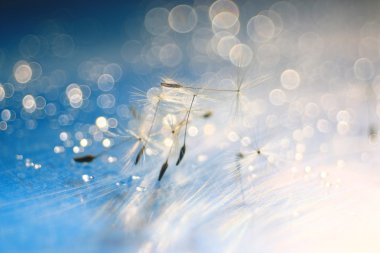 karahindiba tohum makro