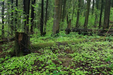Ormandaki Yeşil yonca