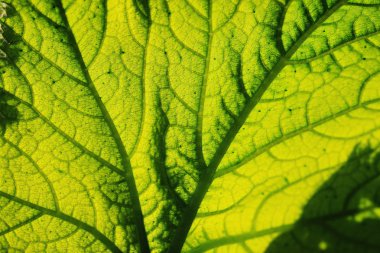 Yeşil yaprağı kapat