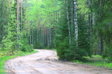 Yaz Ormanı Manzarası