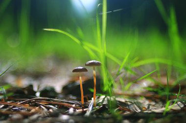 orman içinde büyüyen mantar