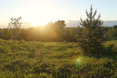 Yaz Ormanı Manzarası