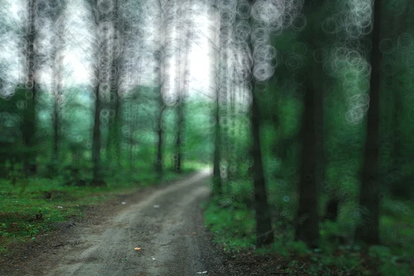 Ladin Orman yolundaki — Stok fotoğraf