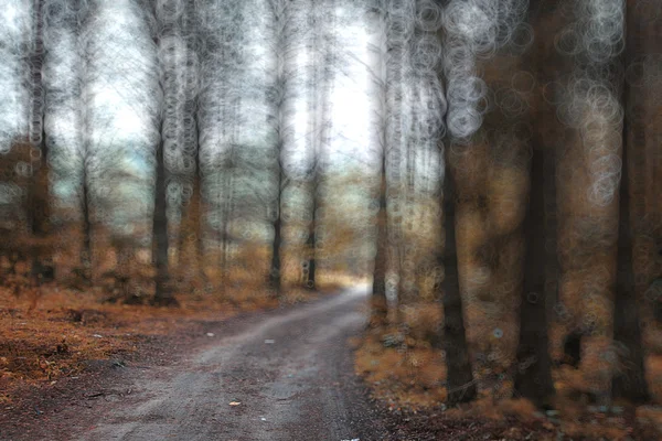 Fenyő erdő út — Stock Fotó