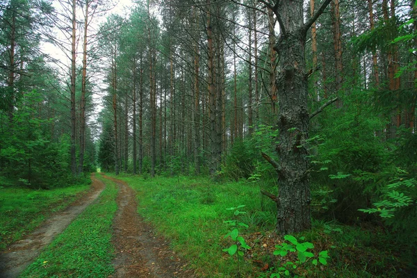 Caminho na floresta de abeto — Fotografia de Stock