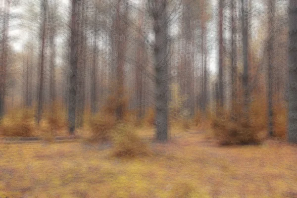 Höst skog med gula blad — Stockfoto