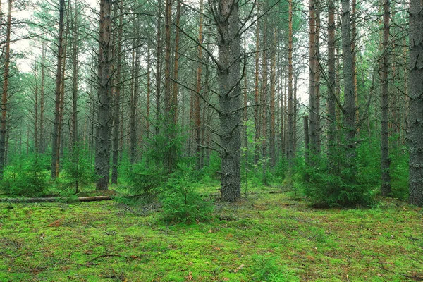 Verde estate bosco di abete rosso — Foto Stock