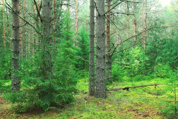 Gröna sommaren spruce skog — Stockfoto