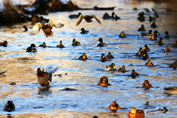 Güzel ördekler ile manzara — Stok fotoğraf