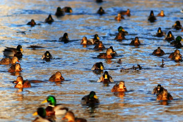 Paisaje con hermosos patos —  Fotos de Stock