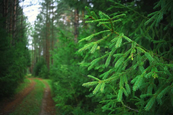 Chemin dans la forêt d'épinettes — Photo