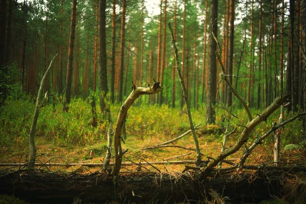 Hustý Lesní krajina — Stock fotografie