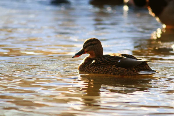 Hermoso pato salvaje —  Fotos de Stock