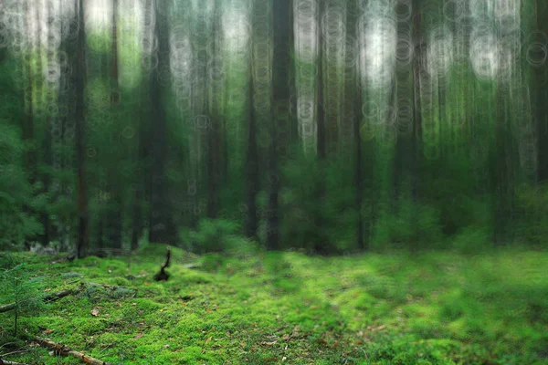 Groene zomer vuren bos — Stockfoto