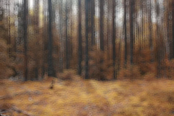 Bosque de otoño con hojas amarillas — Foto de Stock