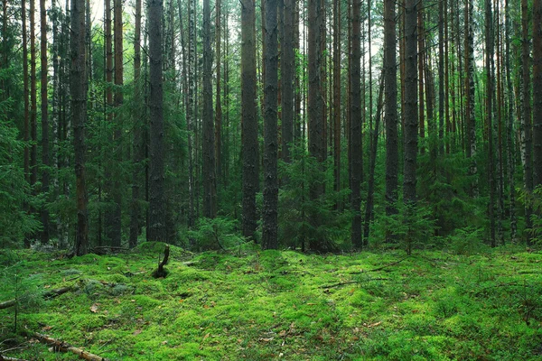 Zelené letní smrkových lesů — Stock fotografie