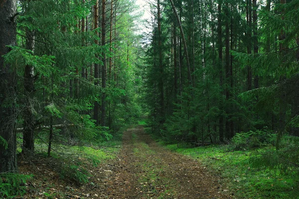 Sentiero nella foresta di abeti rossi — Foto Stock