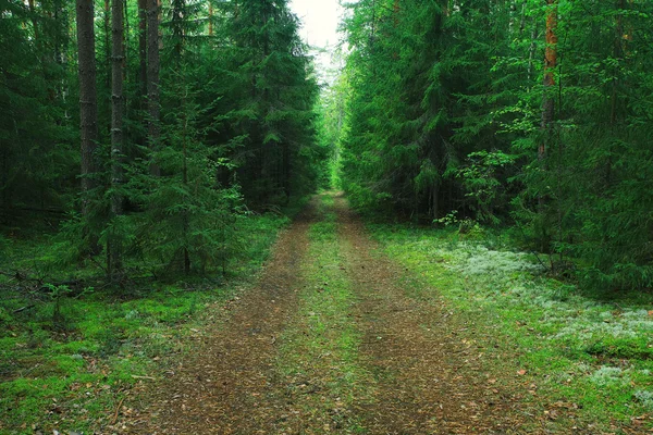 Caminho na floresta de abeto — Fotografia de Stock