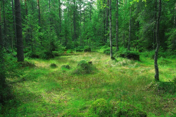 Zelené letní smrkových lesů — Stock fotografie