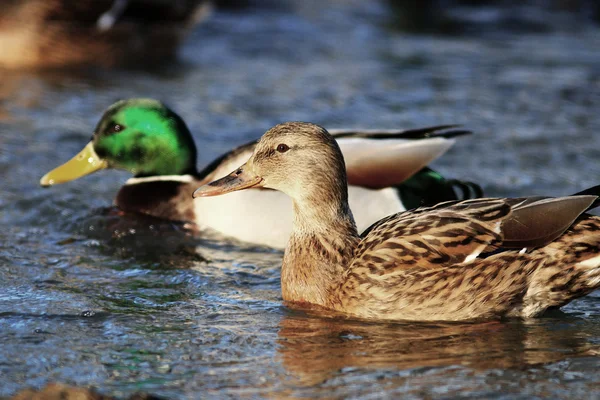 Landscape with beautiful ducks — Stock Photo, Image