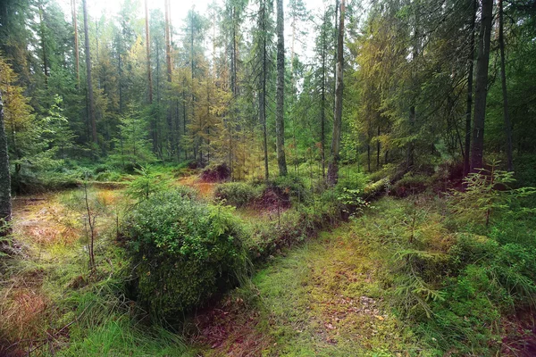 Verde estate bosco di abete rosso — Foto Stock