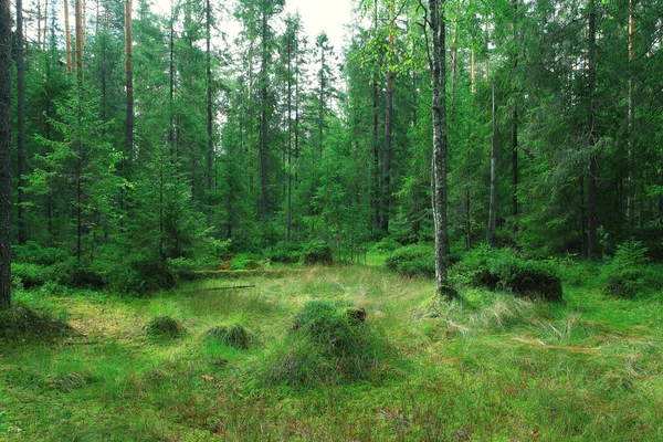 Zelené letní smrkových lesů — Stock fotografie