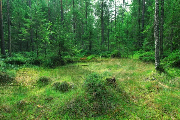 Verde bosque de abeto de verano — Foto de Stock