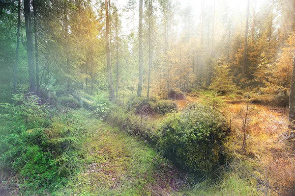 Letnie zielone lasy — Zdjęcie stockowe