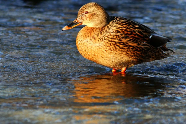Beautiful wild Duck — Stock Photo, Image