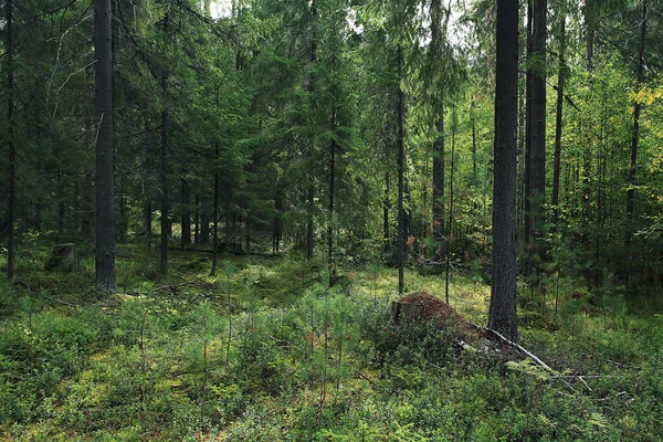 Grüner Sommer-Fichtenwald — Stockfoto