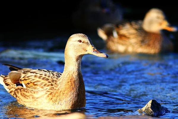 Paisaje con hermosos patos — Foto de Stock
