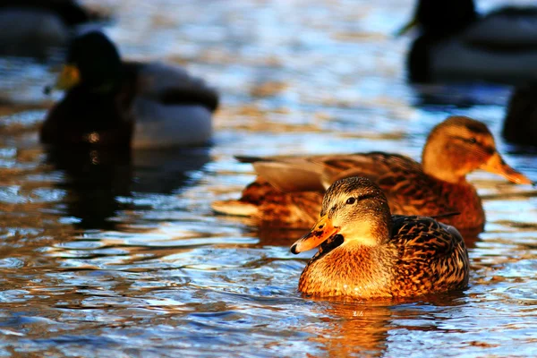 Landscape with beautiful ducks — Stock Photo, Image