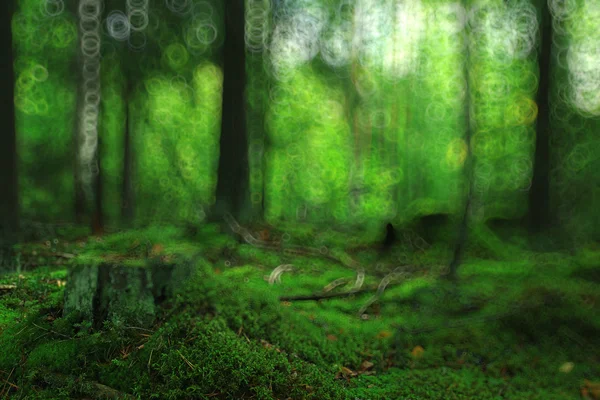 Zielone lato świerkowego lasu — Zdjęcie stockowe